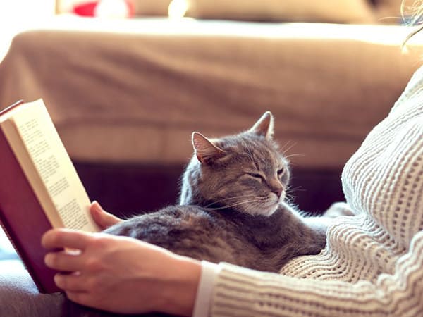 A grey cat sleeping on the lap of his owner while she reads a book