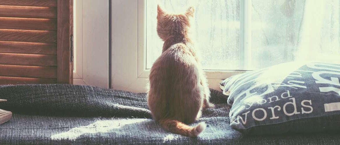 An orange kitten looking out of a window