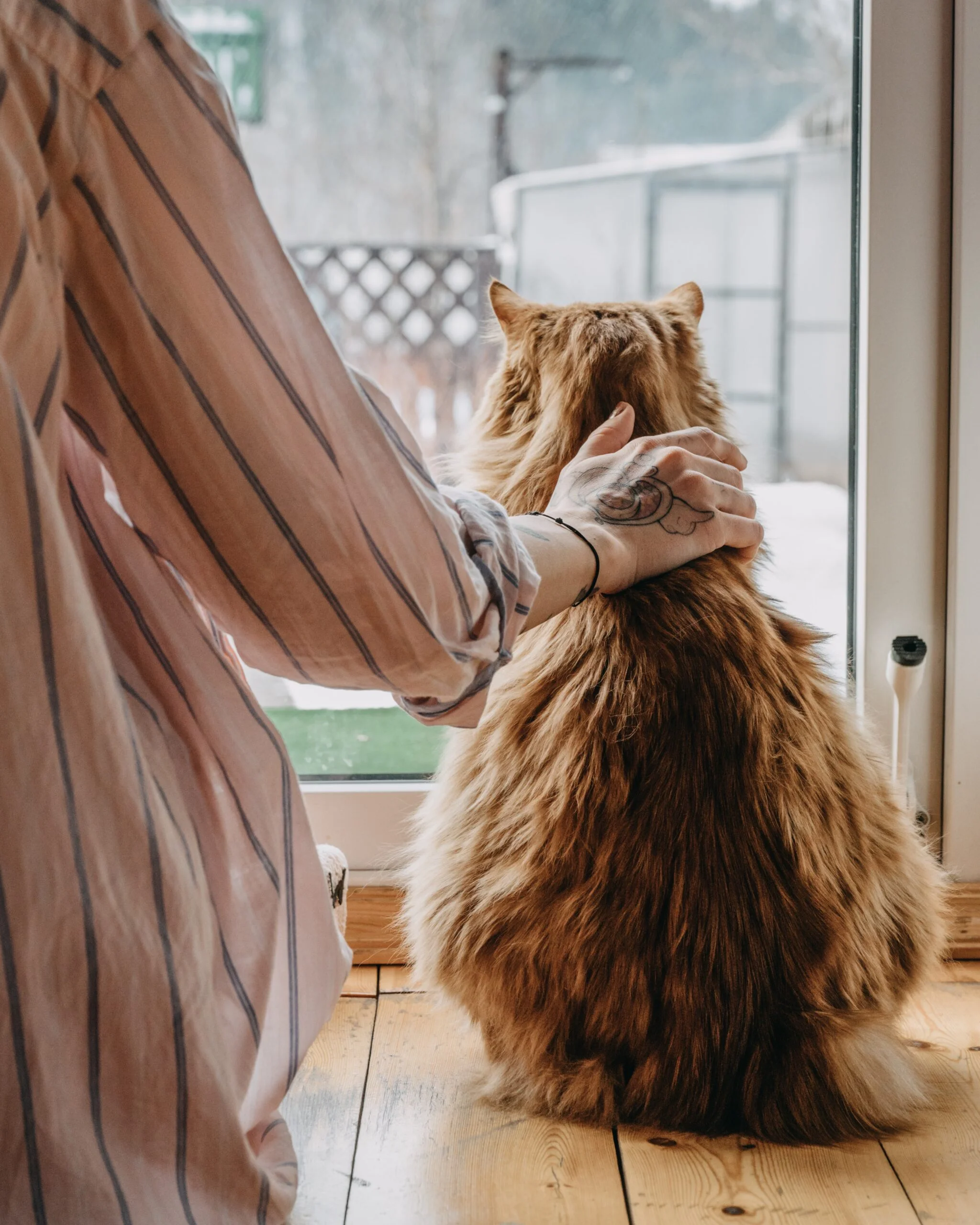 hhv hyperthyroidism in cats scaled