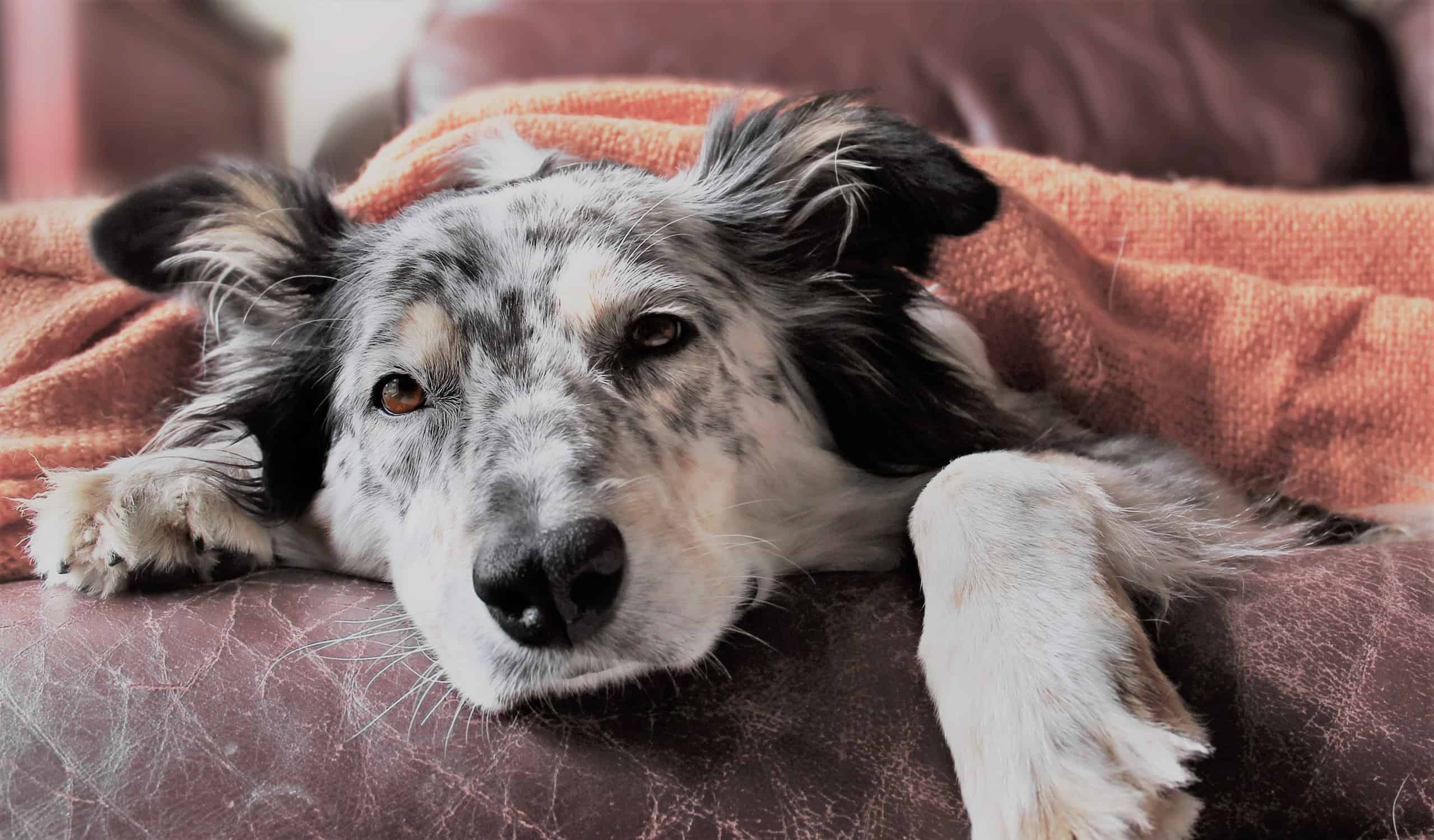 how can i help my sick dog at home