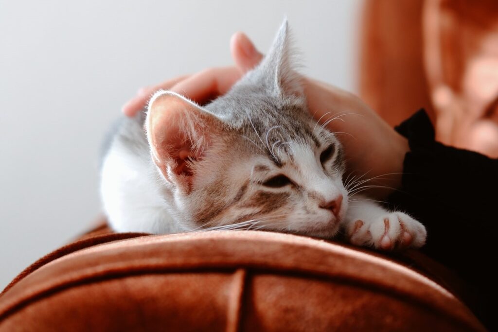 InHome Pet Euthanasia HomeHeart Veterinary End of Life Care